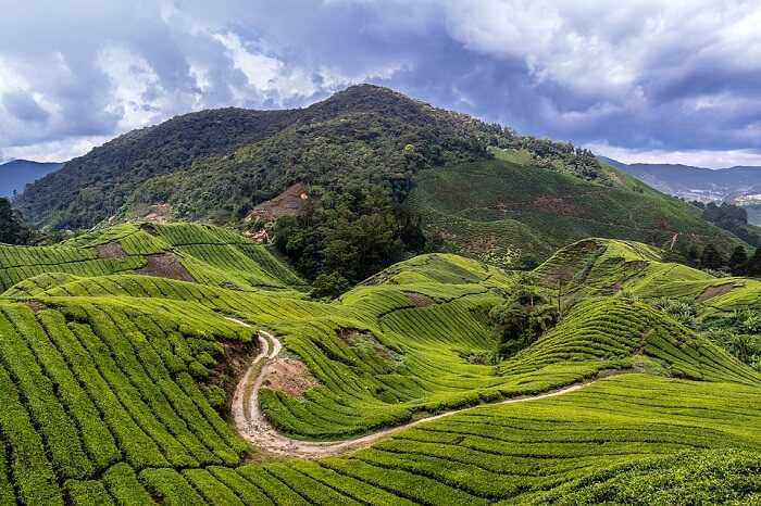 coorg12